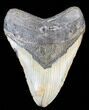 Large, Megalodon Tooth - North Carolina #38690-1